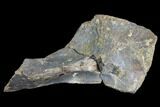 Theropod Scapula (Shoulder Bone) - Montana #103739-1